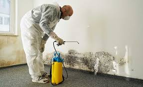 Reliable Hamilton, MT Mold Remediation Solutions